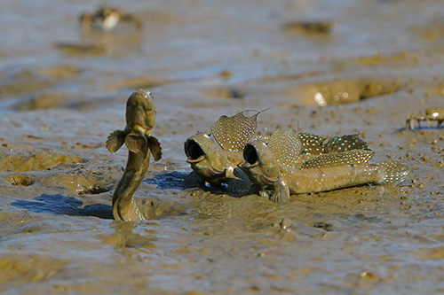 Dancing Mudskipper: "The two mudskippers were stunned during a fight for territory, by a playful dancing individual. These amphibious fish live in mudflats and connected mangrove ecosystems." Photograph by MAP photography contest Runner Up Leo Liu of Singapore